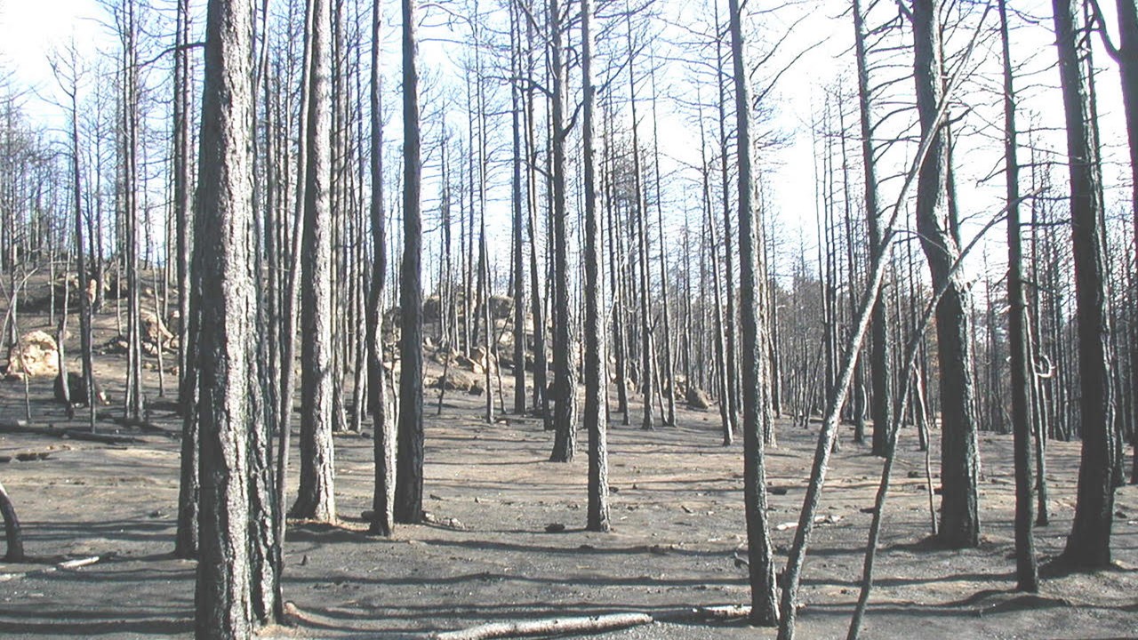 Post-Fire Microbial Ecosystem Recovery
